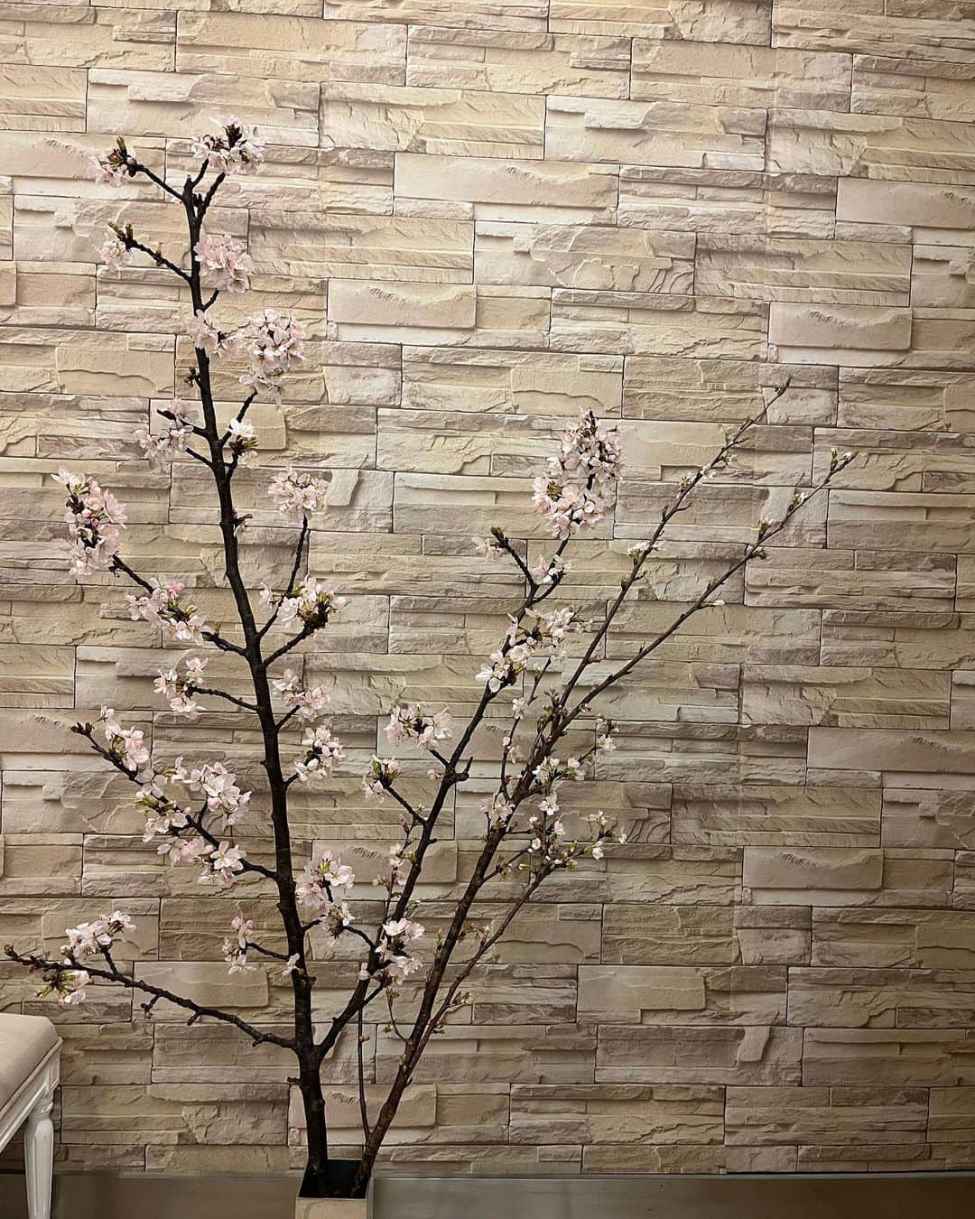 馬場典子さんのインスタグラム写真 - (馬場典子Instagram)「今週の出演情報、amebloにアップしました。  寒かったり雨だったりの1週間、 家でもお花見楽しんでます🌸 花器に埋もれそうな下の方の枝はカットしてもらって食卓にも🌸  #馬場典子 #ばばちゃんネル」4月3日 9時00分 - baba_channel