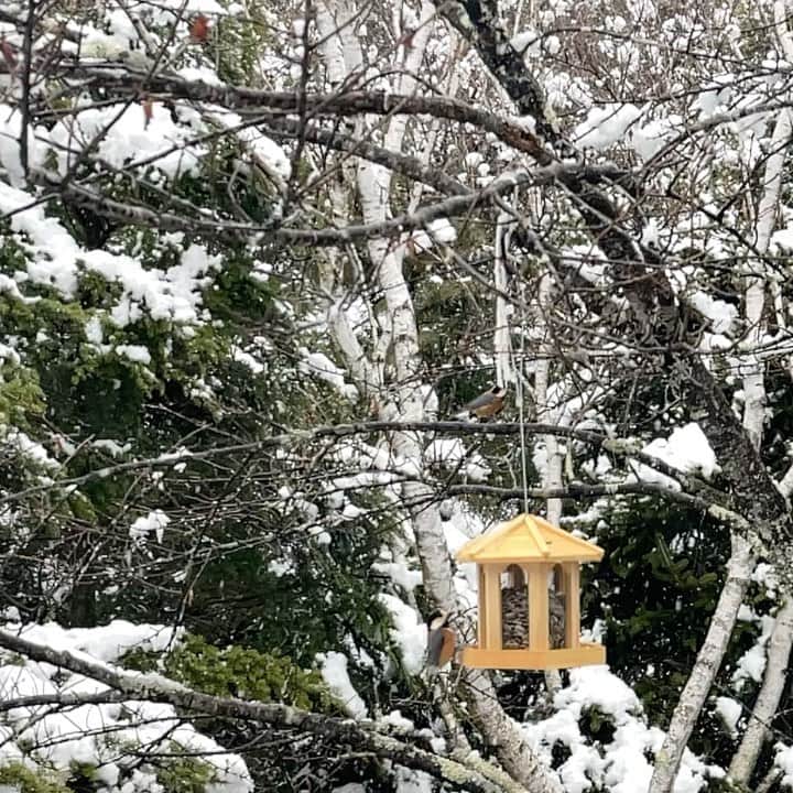 藤沢久美のインスタグラム：「山梨は、昨夜から雪。 春の到来はもうちょっと先。  #山梨 #雪」