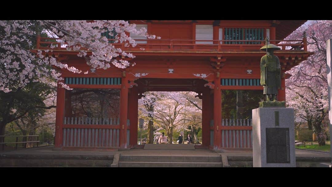 小川裕之のインスタグラム：「昨日の清水公園のお花見動画🌸  #ogaチャンネル  #お花見 #桜 #清水公園」