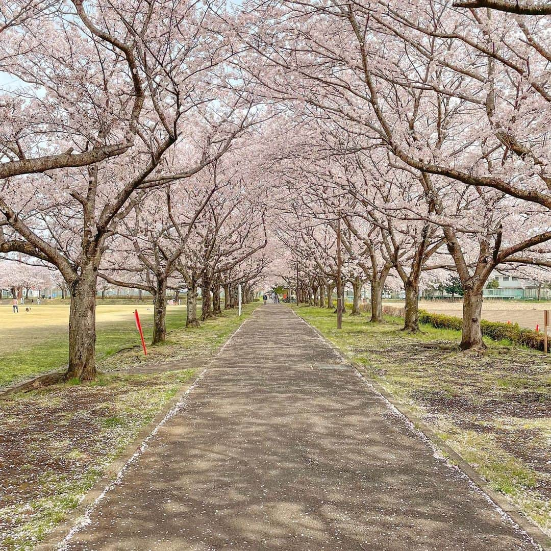 津野直哉さんのインスタグラム写真 - (津野直哉Instagram)「春吹雪」4月3日 10時52分 - naoya_b_g