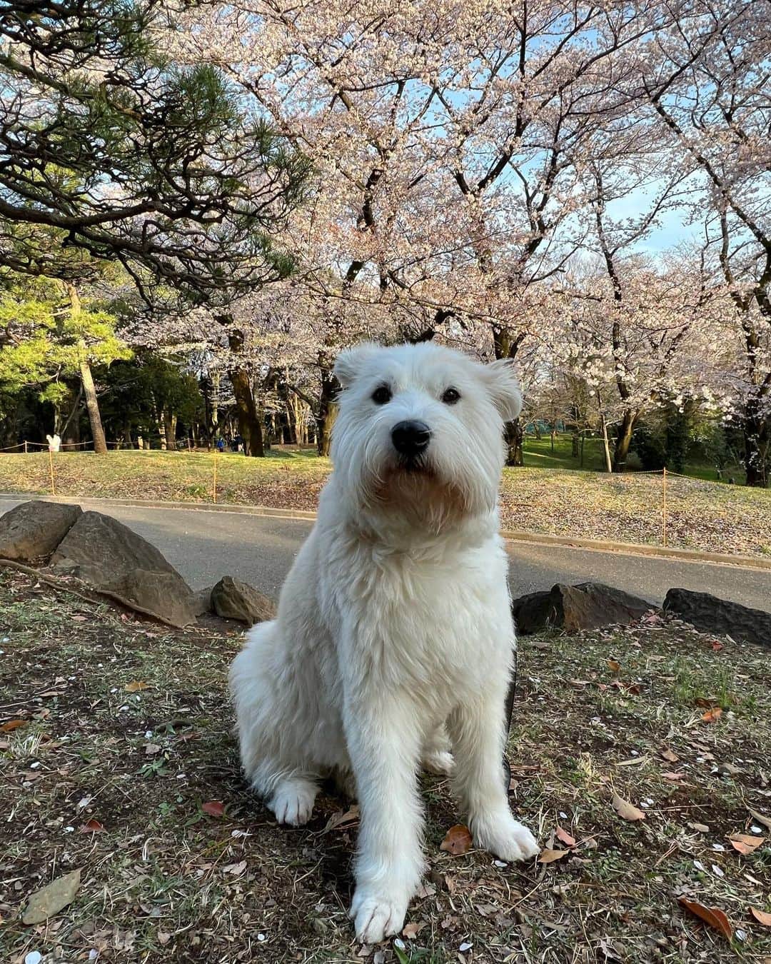 黒田知永子さんのインスタグラム写真 - (黒田知永子Instagram)「. とろさんもお花見🌸  実際のところは花より地面の匂いの方がお好みでした。  今日、明日の雨で東京の桜はずいぶん散ってしまうかな…  #2日ぐらい前の写真🤳 #dog #犬 #黒田とろろ #くんくんくん #黒田知永子 #chiekokuroda」4月3日 11時25分 - kuroda_chieko