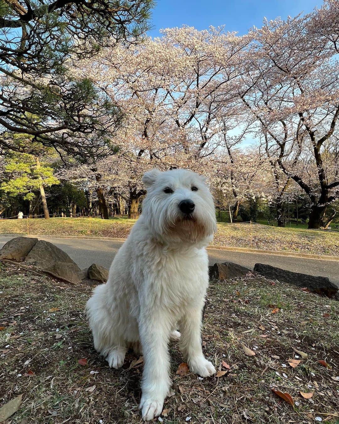 黒田知永子さんのインスタグラム写真 - (黒田知永子Instagram)「. とろさんもお花見🌸  実際のところは花より地面の匂いの方がお好みでした。  今日、明日の雨で東京の桜はずいぶん散ってしまうかな…  #2日ぐらい前の写真🤳 #dog #犬 #黒田とろろ #くんくんくん #黒田知永子 #chiekokuroda」4月3日 11時25分 - kuroda_chieko