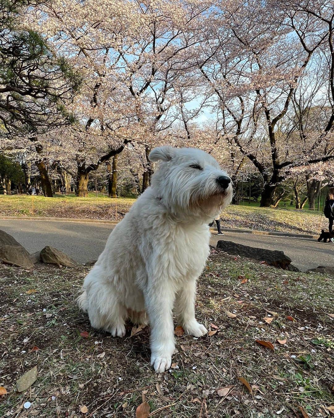黒田知永子のインスタグラム：「. とろさんもお花見🌸  実際のところは花より地面の匂いの方がお好みでした。  今日、明日の雨で東京の桜はずいぶん散ってしまうかな…  #2日ぐらい前の写真🤳 #dog #犬 #黒田とろろ #くんくんくん #黒田知永子 #chiekokuroda」