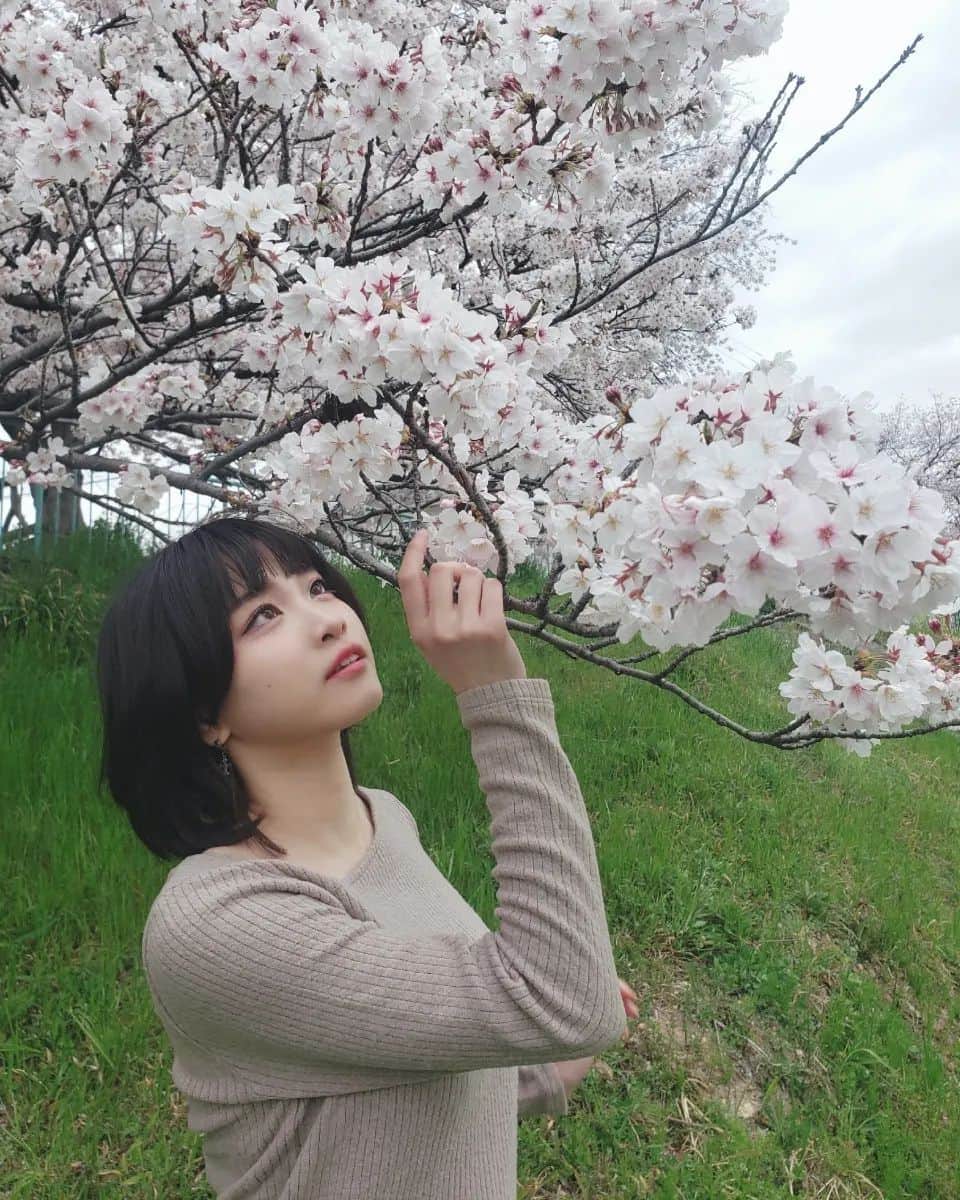 五十嵐早香さんのインスタグラム写真 - (五十嵐早香Instagram)「すっごい綺麗に咲いてた🌸」4月3日 20時49分 - hayakaiga