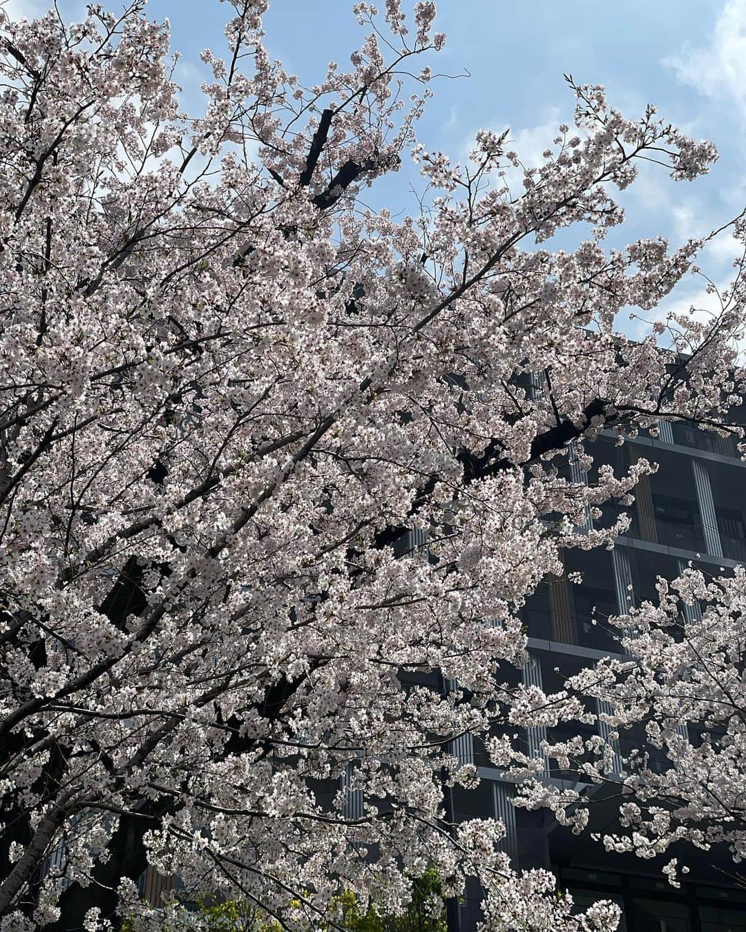 梅野舞さんのインスタグラム写真 - (梅野舞Instagram)「桜が満開🌸の水曜日♡♡ 今年も美しく綺麗な桜が街を鮮やかに彩ってくれて、毎日毎日😍💕あぁ綺麗💕って癒してもらいました✨✨  今日のこの雨で散ってしまうかな🥺  春の到来と共に訪れる桜は🌸 最高のご褒美です✨✨  #桜#桜大好き#満開の桜#今年もありがとう #春#spring #sakura #癒し#優美#純潔#綺麗#美しい#happy #instagood #instagram#instagramjapan」4月3日 20時49分 - mai.umeno