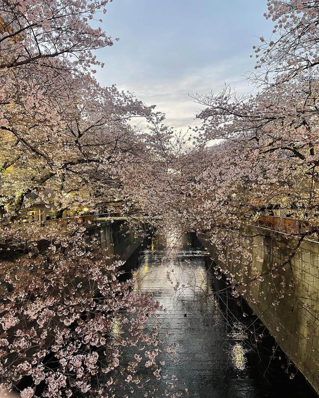 小林玲美のインスタグラム：「. 🌸🌸🌸」