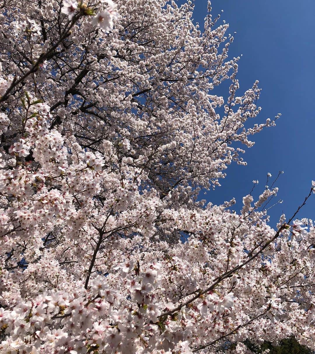 久保咲玖良さんのインスタグラム写真 - (久保咲玖良Instagram)「Blooming!!  名前の由来になった花  桜が満開の日に産まれたから咲玖良  #桜 #満開 #cherryblossoms」4月3日 21時25分 - sakura__4141