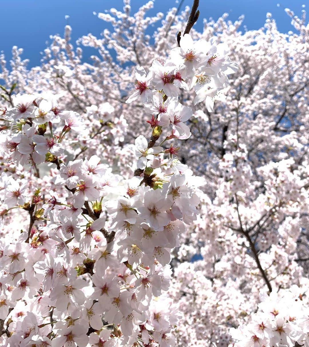 久保咲玖良のインスタグラム：「Blooming!!  名前の由来になった花  桜が満開の日に産まれたから咲玖良  #桜 #満開 #cherryblossoms」