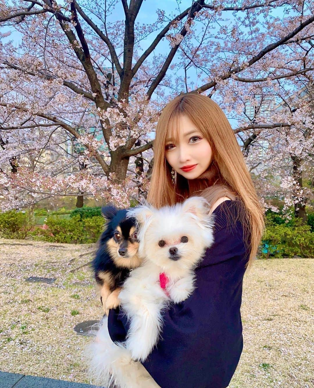 JURIのインスタグラム：「・ 散る前に花見できた🐶🌸✨ #ぷち花見  ・  ・ #花見#桜#夜桜#tokyo#roppongi #東京#港区#六本木#赤坂 #ミッドタウン六本木#犬散歩 #昼活#犬と桜#愛犬#たぬくま #キャバ嬢#ホステス#lalah」