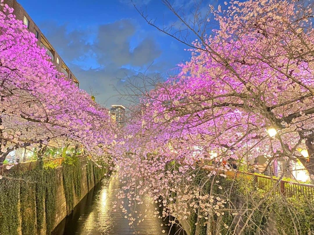 観月ありささんのインスタグラム写真 - (観月ありさInstagram)「🌸夜桜🌸 今年も変わらず綺麗に咲いてくれている桜を見るとホッとしますね😊 また来年も綺麗に咲いてね🌸  #観月ありさ #夜桜 #桜 #cherryblossom  #中目黒 #2022」4月3日 13時12分 - alisa_mizuki