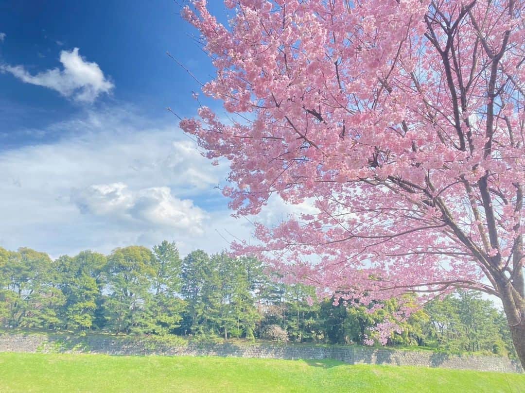 のインスタグラム：「🌸」