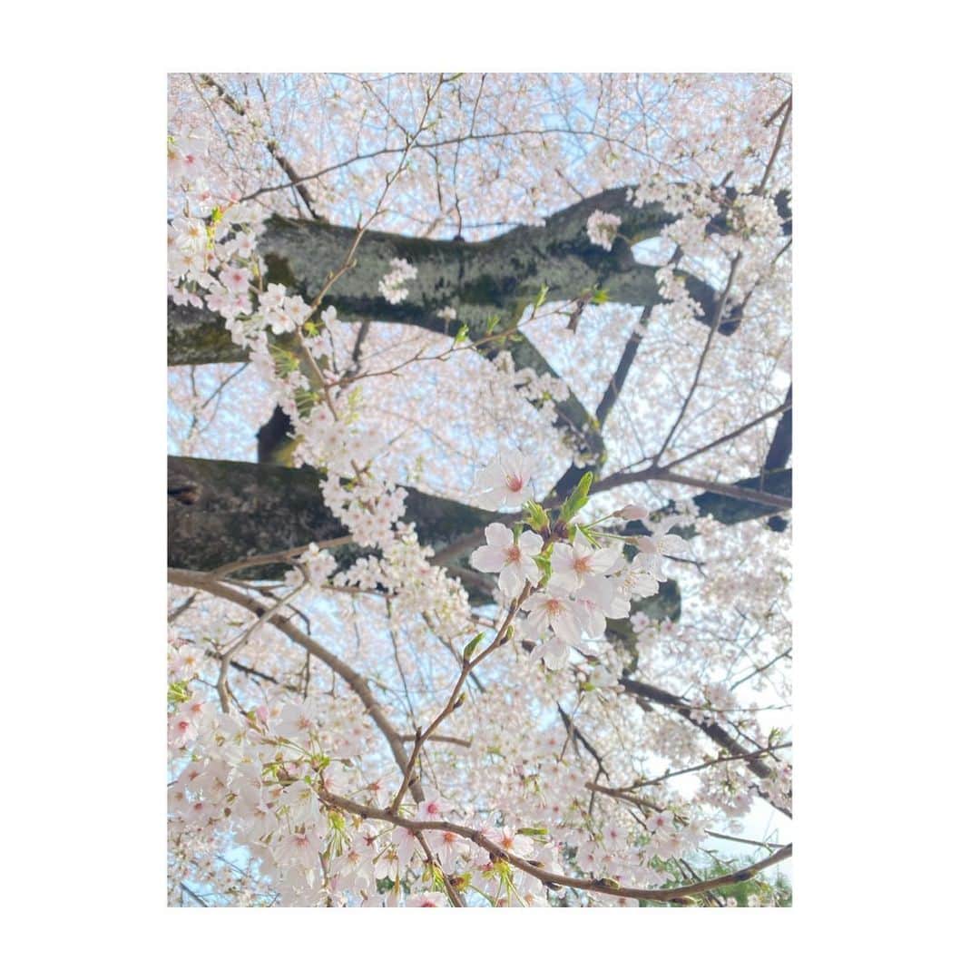 のインスタグラム：「いつの日かの🌸のお写真📸 凄くきれいでした！！  来年はもっと上手に撮れるようになりたいな〜」