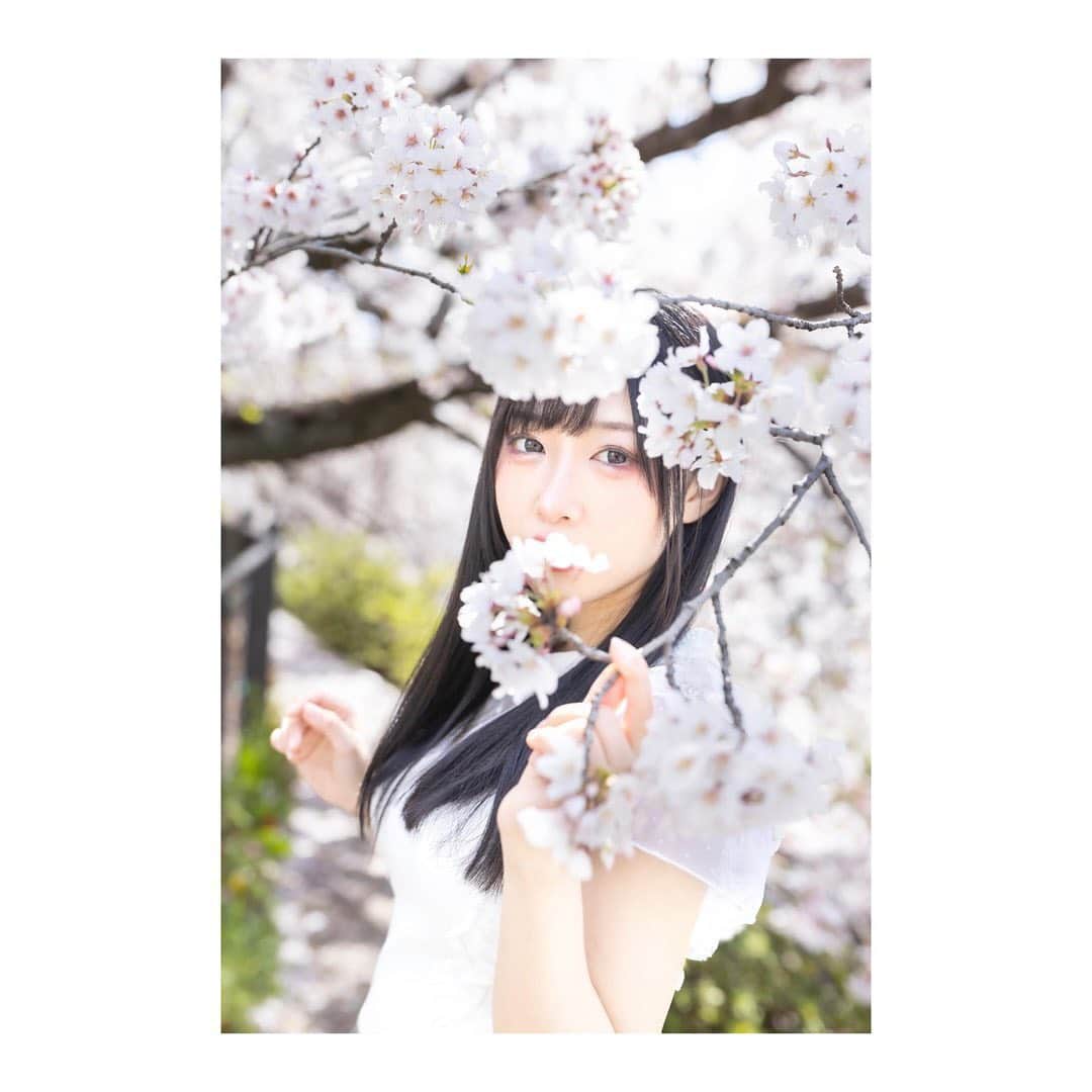 崎川みずきのインスタグラム：「#桜 #桜ポトレ #🌸 #さくら #お花見 #portrait #ポートレート #地下アイドル #地下アイドル好きな人と繋がりたい #被写体 #日系 #外拍 #撮影 #撮影モデル #被写体になります #被写体モデル #カメラ好きな人と繋がりたい #カメラマンさんと繋がりたい #有償依頼 #instagood #ig_phos #ig_japan #f4f #Japan #selfie #selca #雰囲気好きな人いいね #フィルター越しの私の世界 #東京カメラ部 #名古屋カメラ部」