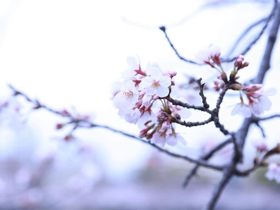 あやつるぽんさんのインスタグラム写真 - (あやつるぽんInstagram)「花かわいい . . . 5.7.10枚目 印刷して部屋に飾りたい🫠 枝垂れ桜って花びらの枚数多いねんな みんなは桜みた？ . たまには桜でもみて ゆっくり何もせーへん時間過ごそうや と自分に言いたい . . #桜　#ハイトーンショート #ハイトーンカラー #ハイトーンボブ #ハイトーンヘア #金髪 #金髪ショート　#金髪ギャル #金髪女子 #金髪ボブ　#ファインダー越しの私の世界 #キャノン女子 #Canon #一眼レフ女子」4月3日 14時48分 - ayatsurupon