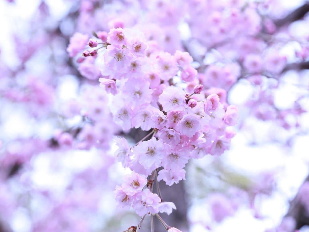 あやつるぽんさんのインスタグラム写真 - (あやつるぽんInstagram)「花かわいい . . . 5.7.10枚目 印刷して部屋に飾りたい🫠 枝垂れ桜って花びらの枚数多いねんな みんなは桜みた？ . たまには桜でもみて ゆっくり何もせーへん時間過ごそうや と自分に言いたい . . #桜　#ハイトーンショート #ハイトーンカラー #ハイトーンボブ #ハイトーンヘア #金髪 #金髪ショート　#金髪ギャル #金髪女子 #金髪ボブ　#ファインダー越しの私の世界 #キャノン女子 #Canon #一眼レフ女子」4月3日 14時48分 - ayatsurupon