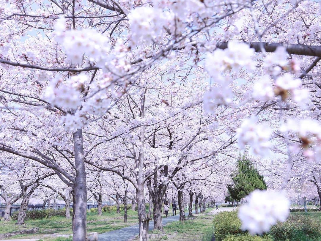 あやつるぽんさんのインスタグラム写真 - (あやつるぽんInstagram)「花かわいい . . . 5.7.10枚目 印刷して部屋に飾りたい🫠 枝垂れ桜って花びらの枚数多いねんな みんなは桜みた？ . たまには桜でもみて ゆっくり何もせーへん時間過ごそうや と自分に言いたい . . #桜　#ハイトーンショート #ハイトーンカラー #ハイトーンボブ #ハイトーンヘア #金髪 #金髪ショート　#金髪ギャル #金髪女子 #金髪ボブ　#ファインダー越しの私の世界 #キャノン女子 #Canon #一眼レフ女子」4月3日 14時48分 - ayatsurupon