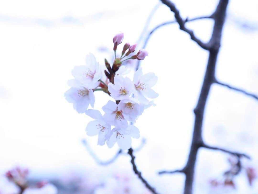 あやつるぽんさんのインスタグラム写真 - (あやつるぽんInstagram)「花かわいい . . . 5.7.10枚目 印刷して部屋に飾りたい🫠 枝垂れ桜って花びらの枚数多いねんな みんなは桜みた？ . たまには桜でもみて ゆっくり何もせーへん時間過ごそうや と自分に言いたい . . #桜　#ハイトーンショート #ハイトーンカラー #ハイトーンボブ #ハイトーンヘア #金髪 #金髪ショート　#金髪ギャル #金髪女子 #金髪ボブ　#ファインダー越しの私の世界 #キャノン女子 #Canon #一眼レフ女子」4月3日 14時48分 - ayatsurupon