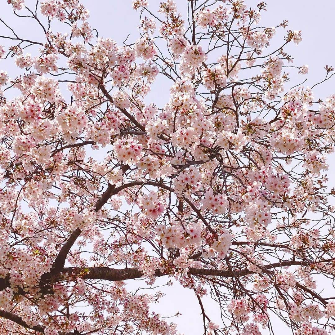 吉水翔子のインスタグラム：「桜🌸  とっても綺麗でした✨  #桜 #さくら🌸 #静岡市」