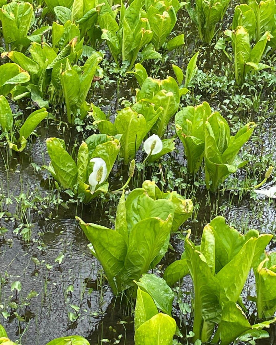 菊池桃子のインスタグラム