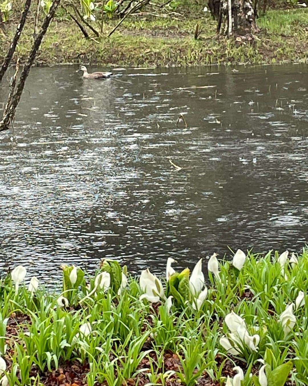 菊池桃子さんのインスタグラム写真 - (菊池桃子Instagram)「*  写真はミズバショウ 🌱 爽やかでした。場所は箱根です。  昨日からの小旅行は、 前の晩に突然決めて🏃‍♀️🏃‍♂️。 大成功の楽しさでした。  #ミズバショウ #夫婦旅 #連れて行ってくれてありがとう」4月3日 15時54分 - momoko_kikuchi_official