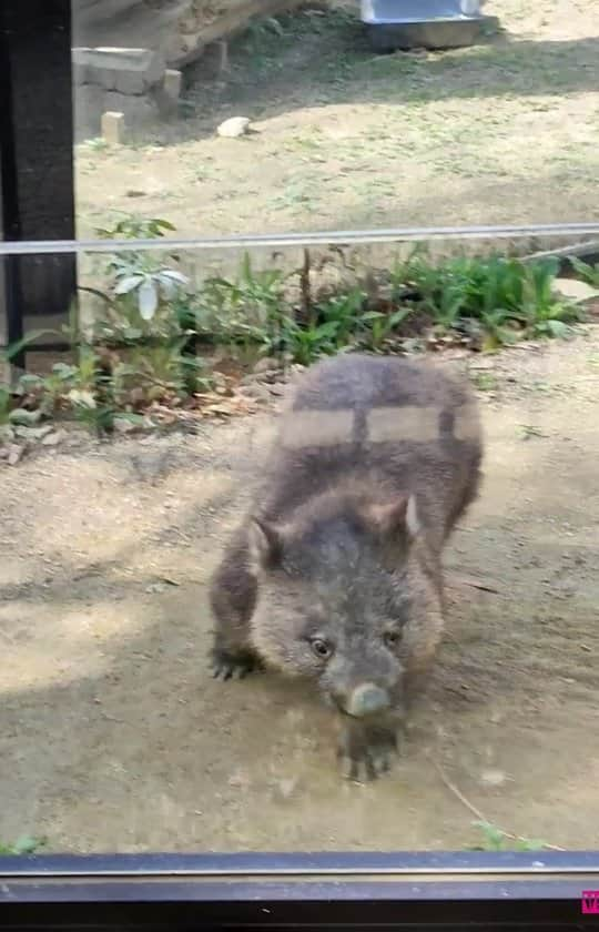 杉本なつみのインスタグラム：「. . 久々に 推しの追っかけ動画投稿　笑　　. . . ポテポテポテポテ… 効果音入れたくなる♡　　. . . . . #五月山動物園 #ウォンバット #動物園 #お花見 #花見 #桜 #さくら #満開  #zoo #wombat #cherryblossom #cherryblossoms #fullbloom #sakura #osaka #동물원 #웜뱃 #벚꽃 #만개 #소통 #맞팔 #오사카」