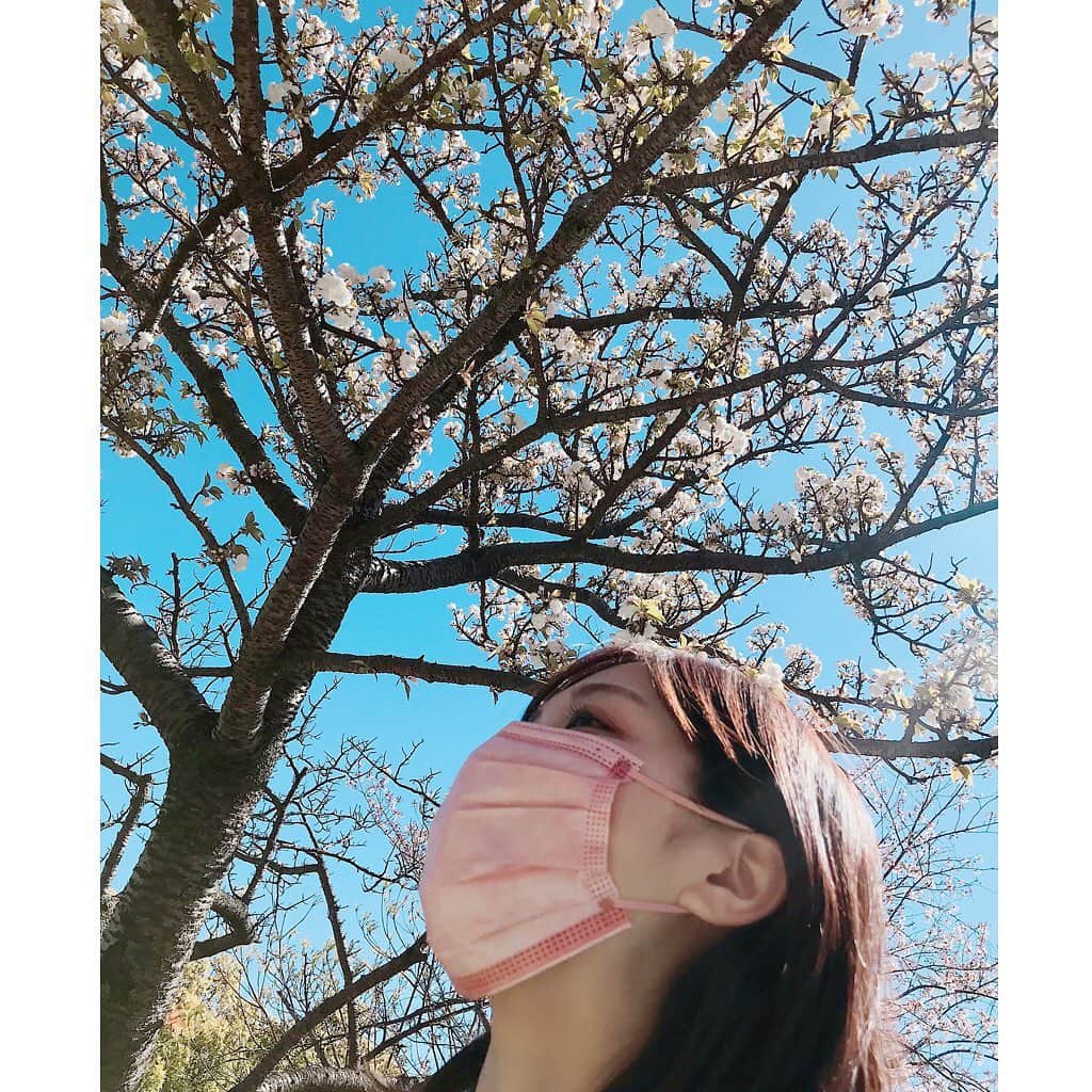 のインスタグラム：「* 滑り込み花見🌸  まだ立山公園綺麗でしたー❤️ 車は満車🚗  何とか行けました🥺✨✨  桜を見ながらご飯を食べて 最後は、いちご大福も一緒に🍓  子連れ花見は バタバタですが💦💦  春の香りと風を感じる事が出来て 気持ちがいいですね〜💐✨  #長崎桜  #長崎花見 #立山公園 #長崎春 #花見 #豊﨑なつき #アナウンサー」