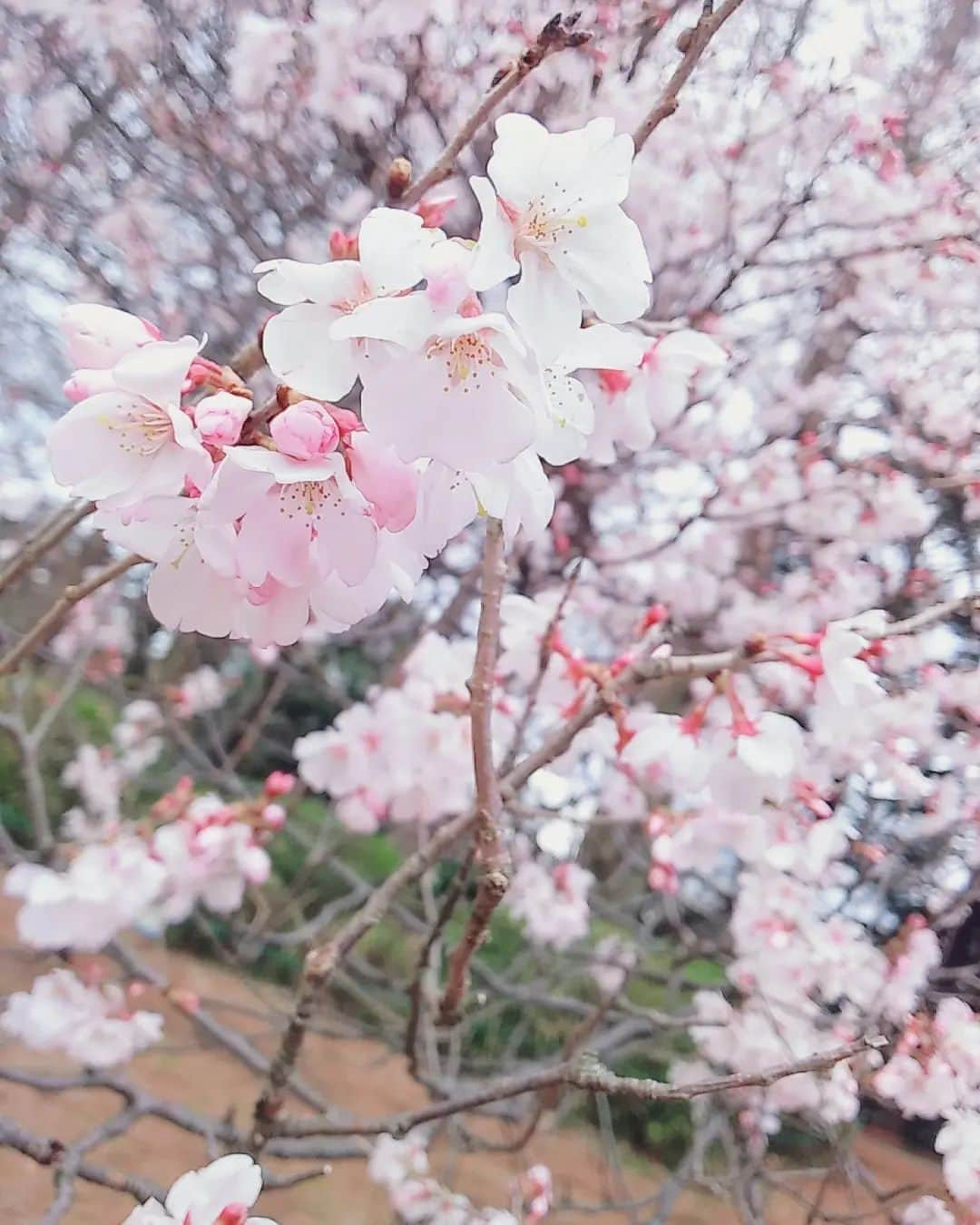 鶴あいかさんのインスタグラム写真 - (鶴あいかInstagram)「桜もうすぐ散っちゃうね( •̥  ̫ •̥ )儚い。⁡ ⁡⁡ ⁡ #お花見したかったなぁ  #sakura🌸」4月3日 16時18分 - tsuru_aika