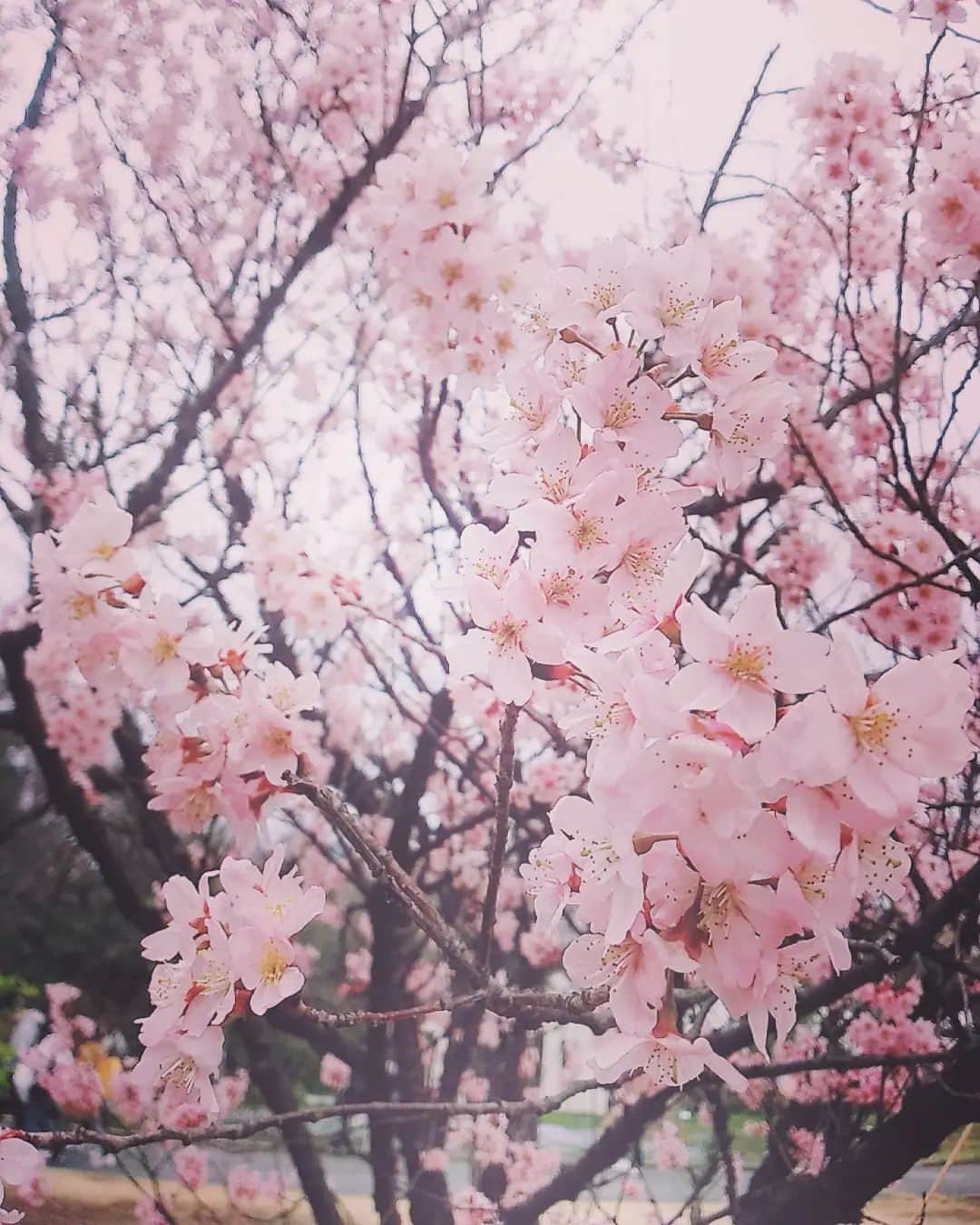 鶴あいかさんのインスタグラム写真 - (鶴あいかInstagram)「桜もうすぐ散っちゃうね( •̥  ̫ •̥ )儚い。⁡ ⁡⁡ ⁡ #お花見したかったなぁ  #sakura🌸」4月3日 16時18分 - tsuru_aika