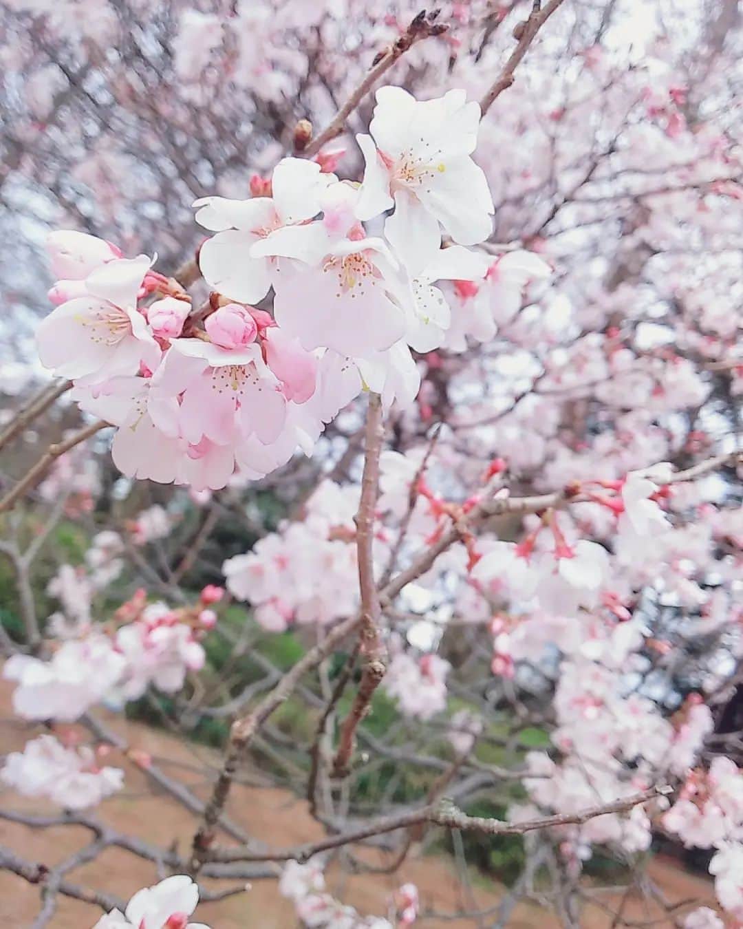 鶴あいかのインスタグラム：「桜もうすぐ散っちゃうね( •̥  ̫ •̥ )儚い。⁡ ⁡⁡ ⁡ #お花見したかったなぁ  #sakura🌸」
