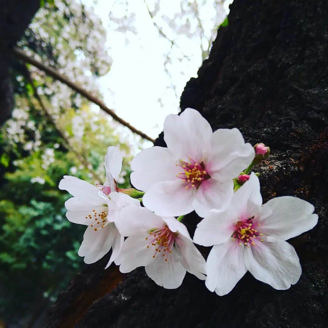 星奈優里のインスタグラム：「スタートの春🌸 挑戦の春🌸 初心の春🌸  みんな、様々の春、おめでとう🌸」