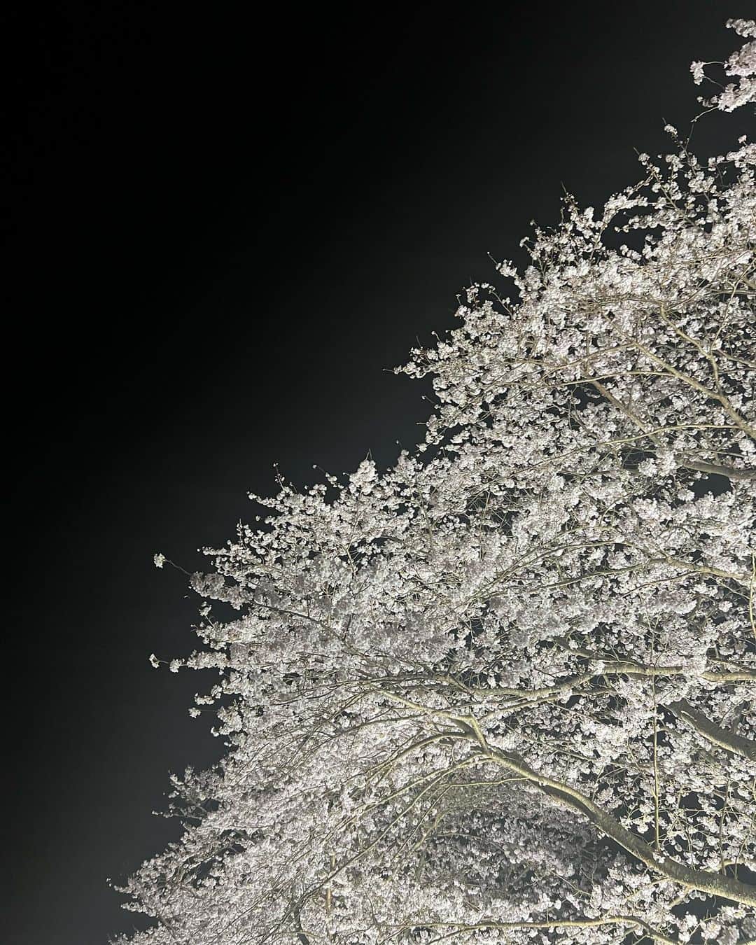 林村ゆかりのインスタグラム：「夜桜の、水鏡感動しました！ 美しいものを視覚・嗅覚で感じ・体感すること。 聴覚はカエル合唱🐸笑 涙が出るほど綺麗な景色ってあるんですね✨  #夜桜#花見スポット#千葉花見スポット #札森の桜並木」