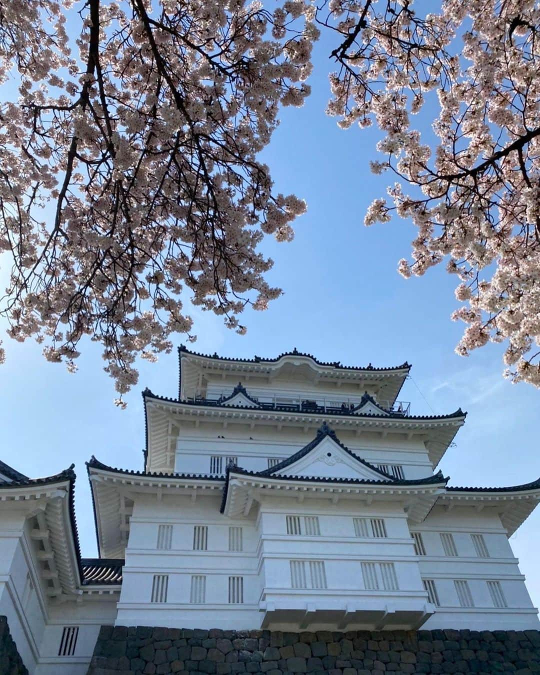 ayuのインスタグラム：「🌸🏯 今年もここに桜のソフトクリームを食べに。 毎年心から思うけど、ここの桜餅ソフトクリームが日本一おいしいと思う🫠🍦🌸 今年はもうひとつ違う種類の桜ソフトも食べれて嬉しい🌸♡ もちろん桜も綺麗でした！ #小田原城」