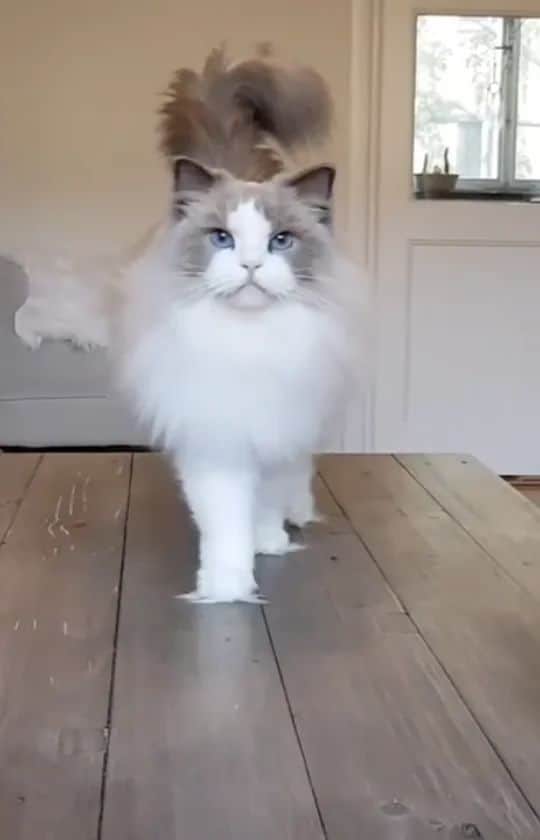Princess Auroraのインスタグラム：「Aurora's bringing the Grinch paws to the catwalk 🐾 #throwback」