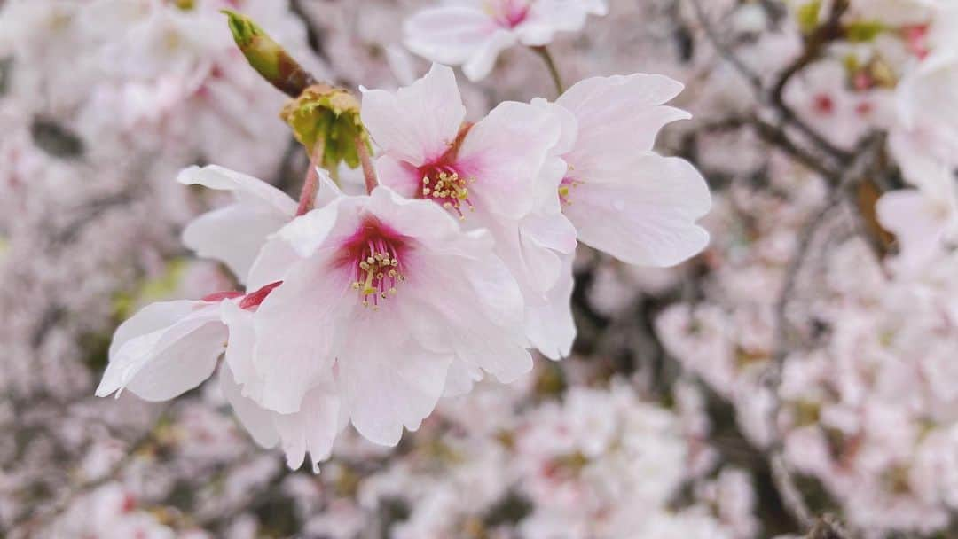 たっつんのインスタグラム：「桜咲いてた〜」