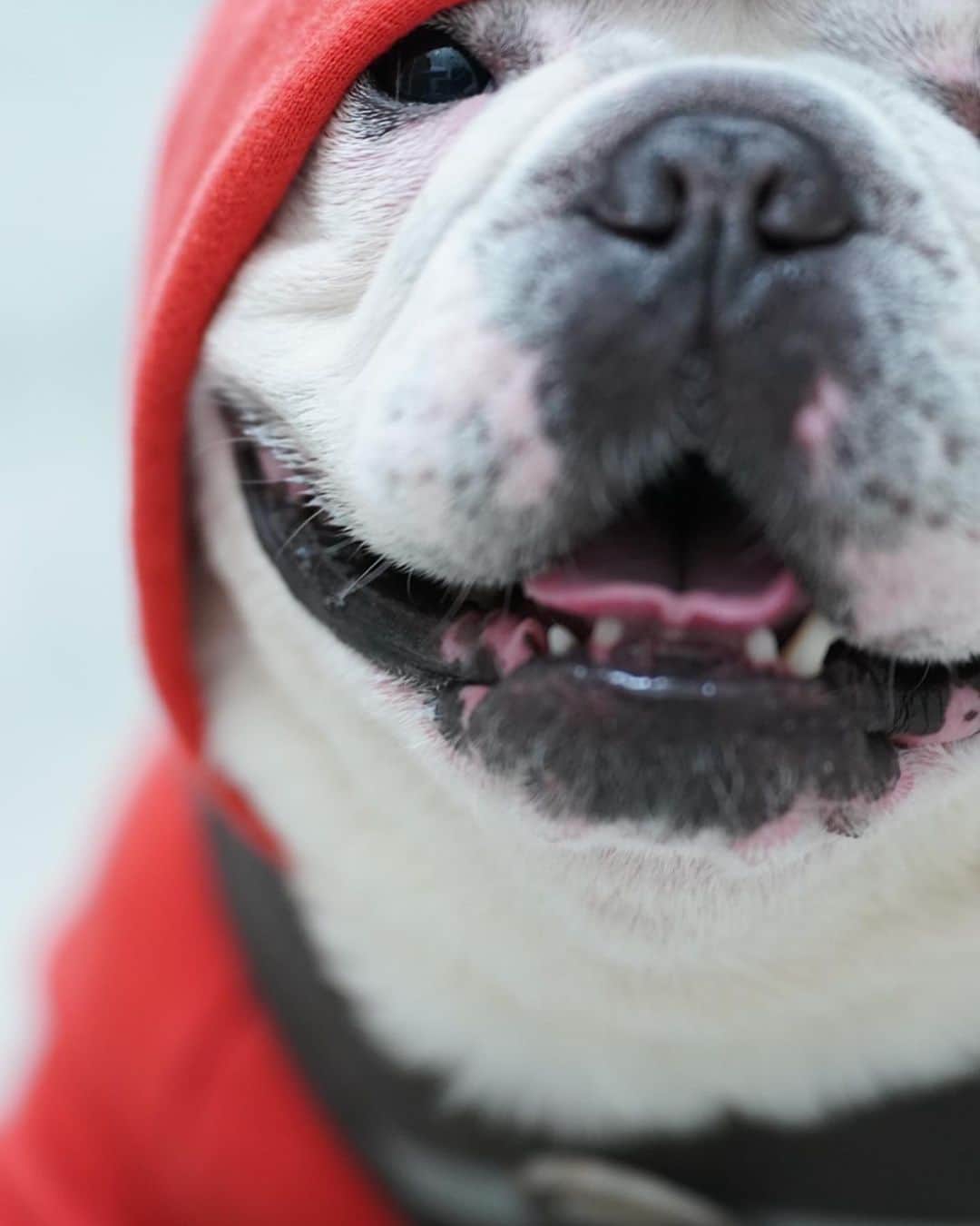 鑑田幸代さんのインスタグラム写真 - (鑑田幸代Instagram)「お餅みたいやな〜🍡 . #frenchbulldog  #frenchbulldogs  #french_bulldogs  #frenchie  #buhi  #ハニーパイド #フレブル  #グース #グーちゃん」4月3日 18時23分 - yu_ki_yoo