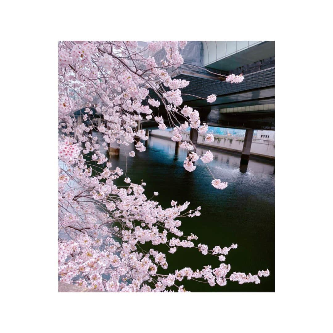 望月理恵さんのインスタグラム写真 - (望月理恵Instagram)「写真たくさん撮りましたか？🌸 私の今年の桜7選 中途半端な数字。  #みてみて私の撮った桜シリーズ ＃桜＃桜🌸#iPhone優秀」4月3日 18時16分 - mochiee28