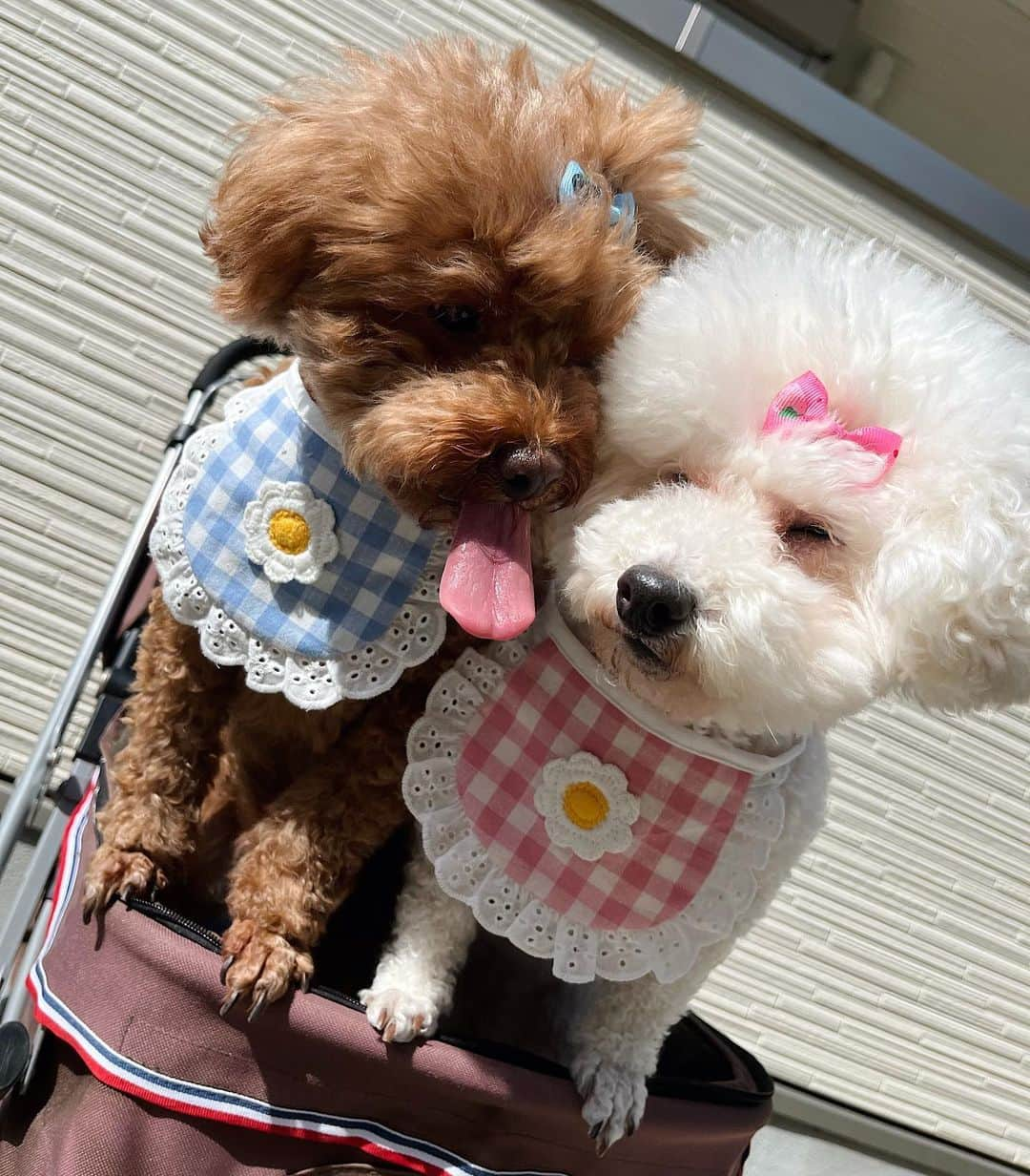 MIKAのインスタグラム：「おいぬさんのおみせ🌿🌼 @wanzplace   #wanzplace #ワンズプレイス #ドッグウェア #ドッグ服 #ペット服 #犬の服 #犬服 #犬服販売店 #犬服ショップ #ペット用品 #ドッググッズ #犬服セレクトショップ #ドッグサロン #ドッグカフェ #ドッグラン #いぬすたぐらむ #いぬのいる暮らし #いぬバカ部 #プードル #といぷーどる部 #プードルカット #いぬスタグラム #といぷーどる多頭飼い #トイプードルホワイト #トイプードルブラウン」