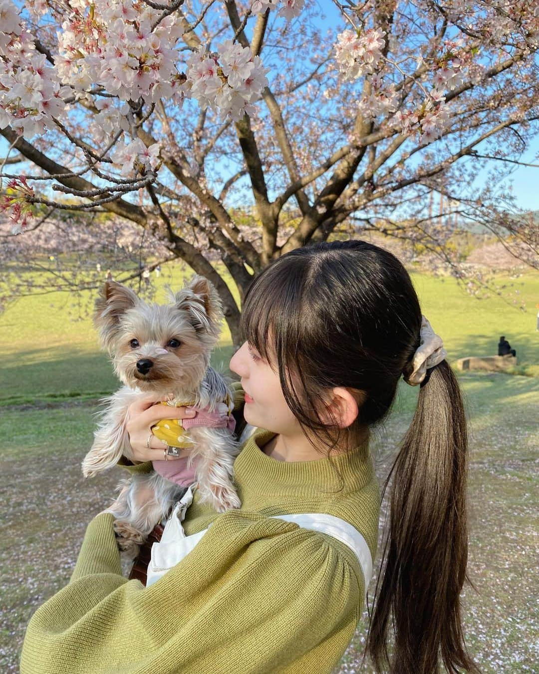 瀬田さくらのインスタグラム：「.  #🌸  #春日公園  家族でおさんぽ。  うめちゃんに桜のはなびら付いてるの 可愛すぎてにこにこになってしまった🐶💭  #いぬすたぐらむ#いぬのいる暮らし#いぬさんぽ #桜#さくら#お花見#お花見スポット#お花見デート #お花見日和#お花見散歩#お散歩#お散歩日和#お散歩写真 #お散歩コーデ#春コーデ#春服#春カラー #春コーディネート #ポニーテール #ポニーテール女子#シュシュ #九州#福岡#fukuoka #瀬田さくら#ばってん少女隊  .」