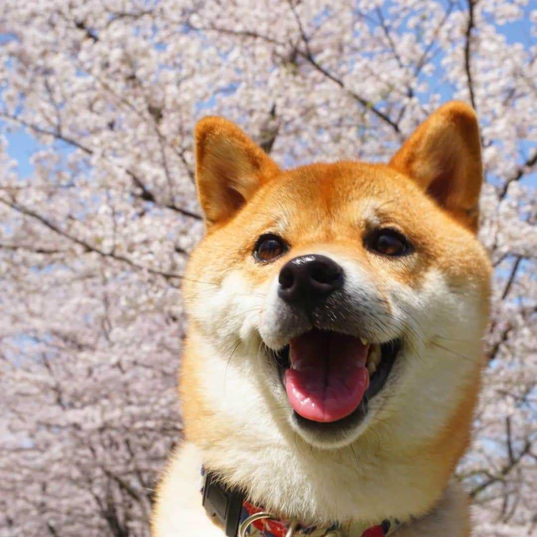 柴犬コマリのインスタグラム：「桜満開🌸 笑顔も満開😊 みなワンの桜写真見て癒されてます💓 やっぱり春はいいね🌷 (花粉症さえなければ…🤧) . #柴犬コマリ #桜 #柴犬 #柴犬部 #日本犬 #犬 #いぬすたぐらむ #shiba #dog #shibainu #shibadog #shibastagram」