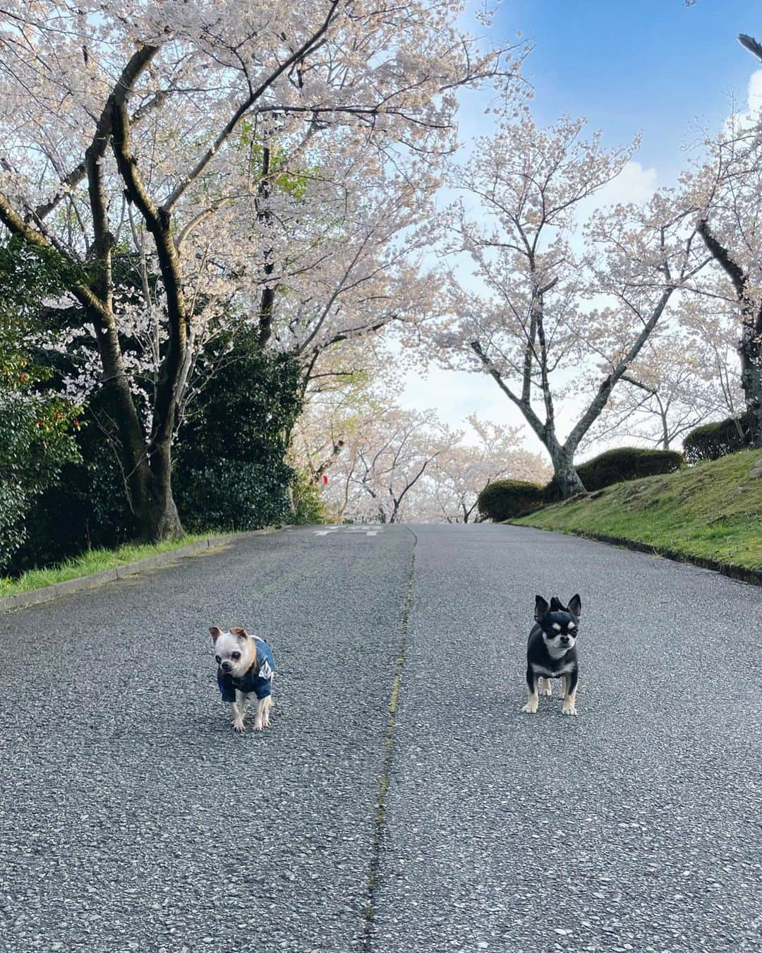 山田佳子さんのインスタグラム写真 - (山田佳子Instagram)「春のお散歩は最高🌸🌸🌸 ⁡レノンとマイケル、桜をバックに記念撮影🐶📸  #桜 #キレイ #八分咲き #ピンク色に染まる #春 #気持ちいい #花冷えの日 #犬のお散歩 #大好き💕 #週末のお花見」4月3日 20時09分 - yoshiko117