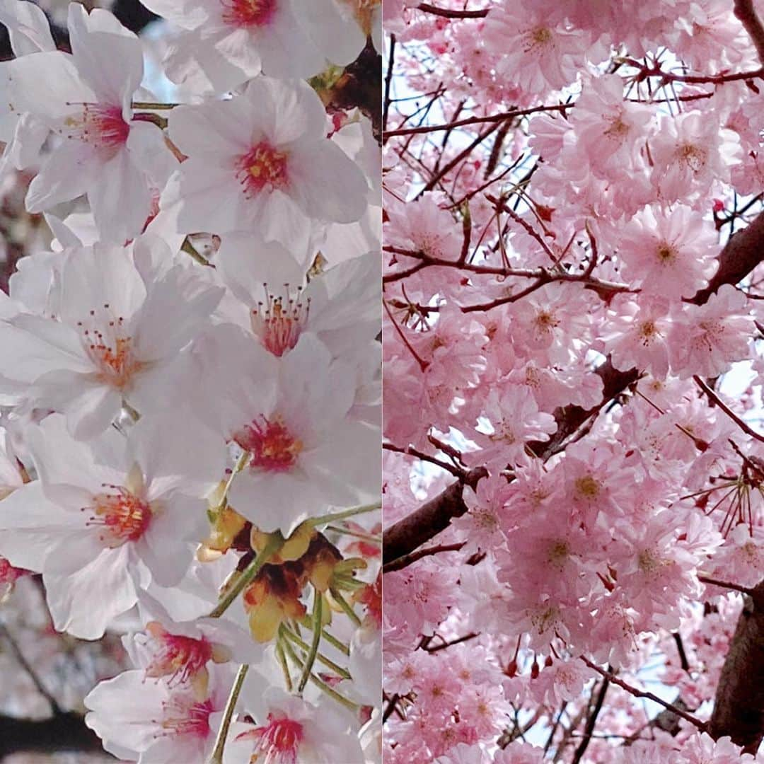 川村エミコさんのインスタグラム写真 - (川村エミコInstagram)「はぁー💕💕💕 なんて可愛いピンク色なのかしら 🌸🌸🌸🌸😊😊😊😊😊  #さくらピンク #桜色 #可愛い #自然なピンクかわいい #🌸😊🌸😊」4月3日 20時22分 - kawamura_emiko