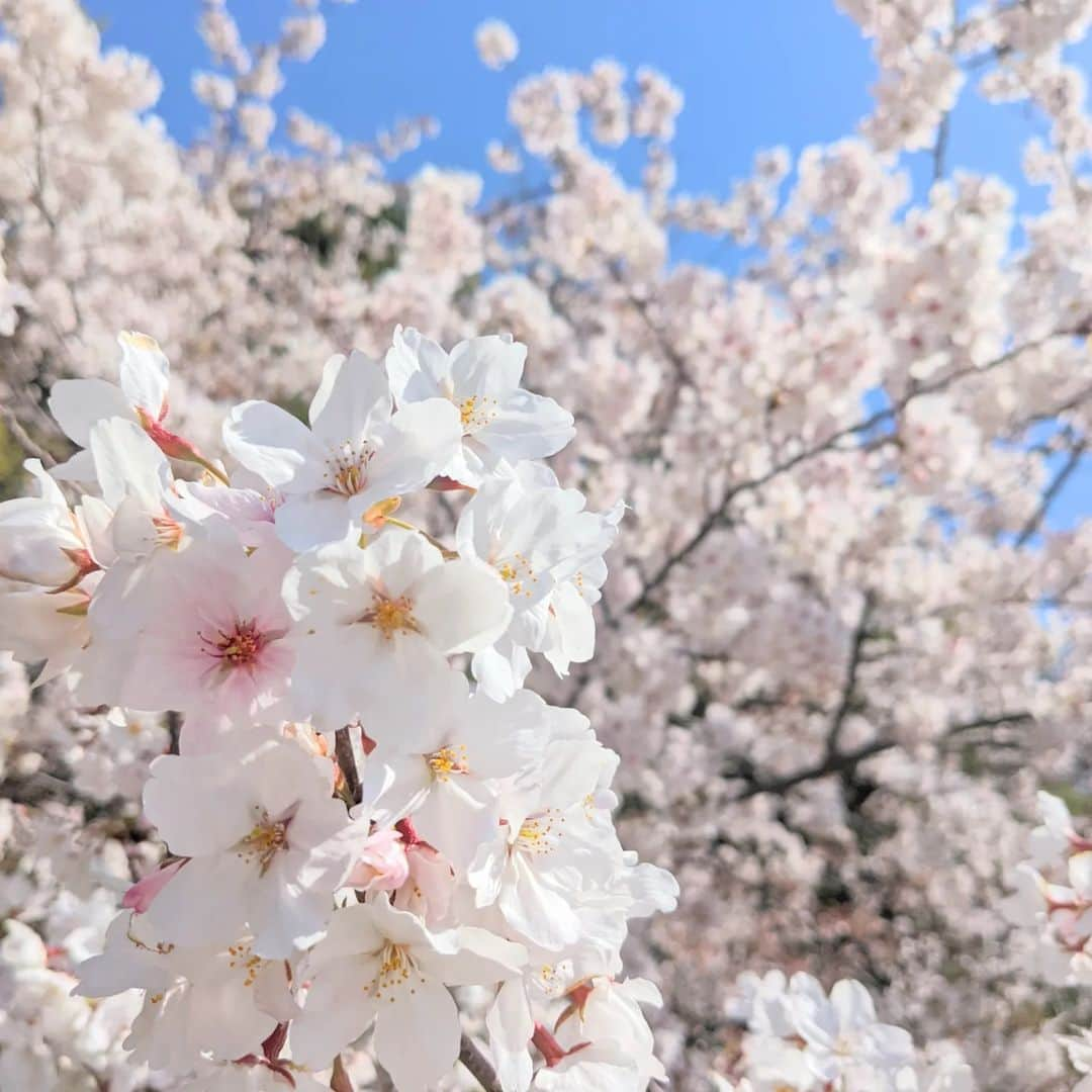 meeのインスタグラム：「こんばんは😊⁡ ⁡今日はお花見😊🌸🍡⁡ ⁡桜は可愛くて好き❤この時期になるワクワクします😊⁡ ⁡お天気も最高で最高のお花見日和でした🎶⁡ ⁡からの、ず～っと行きたかったこちらに行ってまいりました😋⁡ ⁡めちゃくちゃ幸せ～❤⁡ ⁡これで明日からまた頑張ろう😌⁡⁡⁡ ⁡ ⁡ ⁡ ⁡⁡」