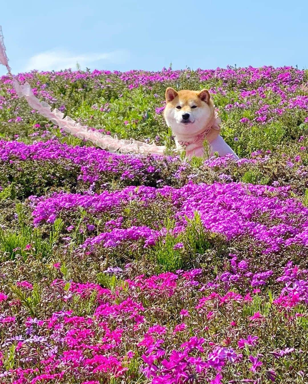 柴犬小雨さんのインスタグラム写真 - (柴犬小雨Instagram)「・ 🌸禎瑞の芝桜 🌸 ・ ・ ・ 日曜日は久しぶりに家族でお出かけしたよ~🚙💨 いっぱい撮ったので、小分けにPostしますね⤴︎⤴︎ ・ ・ 芝桜を見た後はランチへ🍽 ・ 次回へ続くよー↪️ ・ ・ ・ #shiba_snap #shibamania #petstagram #dog  #shibadog #petstagram #pet #shiba #shibainu #shibaaaaainu #shibastagram #pecoいぬ部 #dogstagram #子犬#仔犬#狗 #犬のいる暮らし #犬のいる生活 #こいぬ#いぬのきもち #豆柴#まめしば#しばいぬ #9gag #しばけん #ペット#小狗#柴犬#犬#柴犬小雨#シバイヌ」4月4日 7時17分 - fuji_jun1205