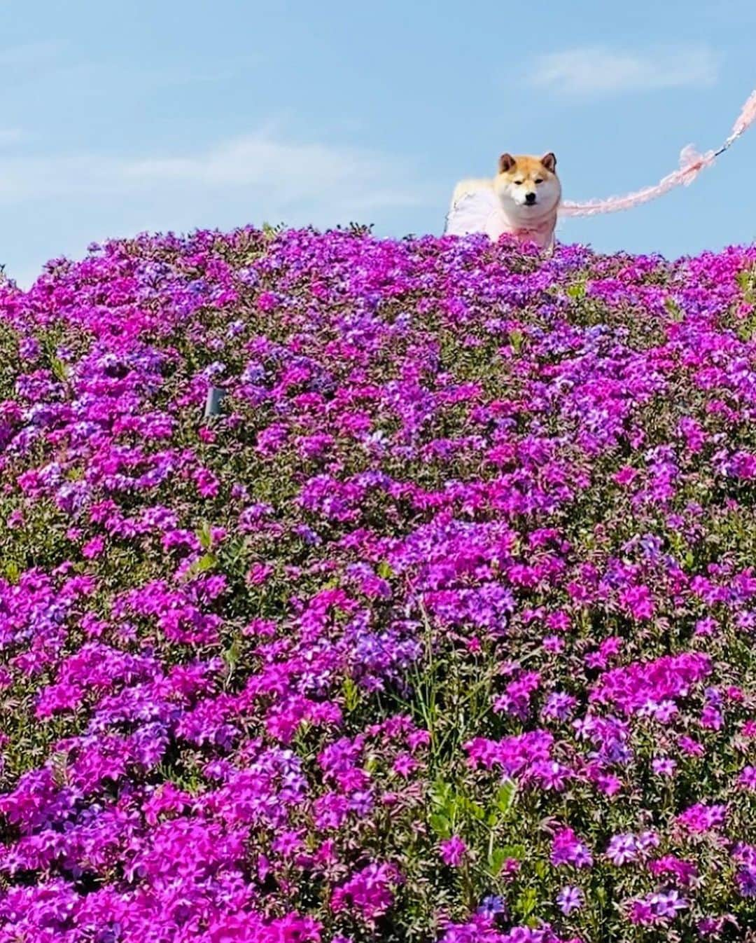 柴犬小雨さんのインスタグラム写真 - (柴犬小雨Instagram)「・ 🌸禎瑞の芝桜 🌸 ・ ・ ・ 日曜日は久しぶりに家族でお出かけしたよ~🚙💨 いっぱい撮ったので、小分けにPostしますね⤴︎⤴︎ ・ ・ 芝桜を見た後はランチへ🍽 ・ 次回へ続くよー↪️ ・ ・ ・ #shiba_snap #shibamania #petstagram #dog  #shibadog #petstagram #pet #shiba #shibainu #shibaaaaainu #shibastagram #pecoいぬ部 #dogstagram #子犬#仔犬#狗 #犬のいる暮らし #犬のいる生活 #こいぬ#いぬのきもち #豆柴#まめしば#しばいぬ #9gag #しばけん #ペット#小狗#柴犬#犬#柴犬小雨#シバイヌ」4月4日 7時17分 - fuji_jun1205