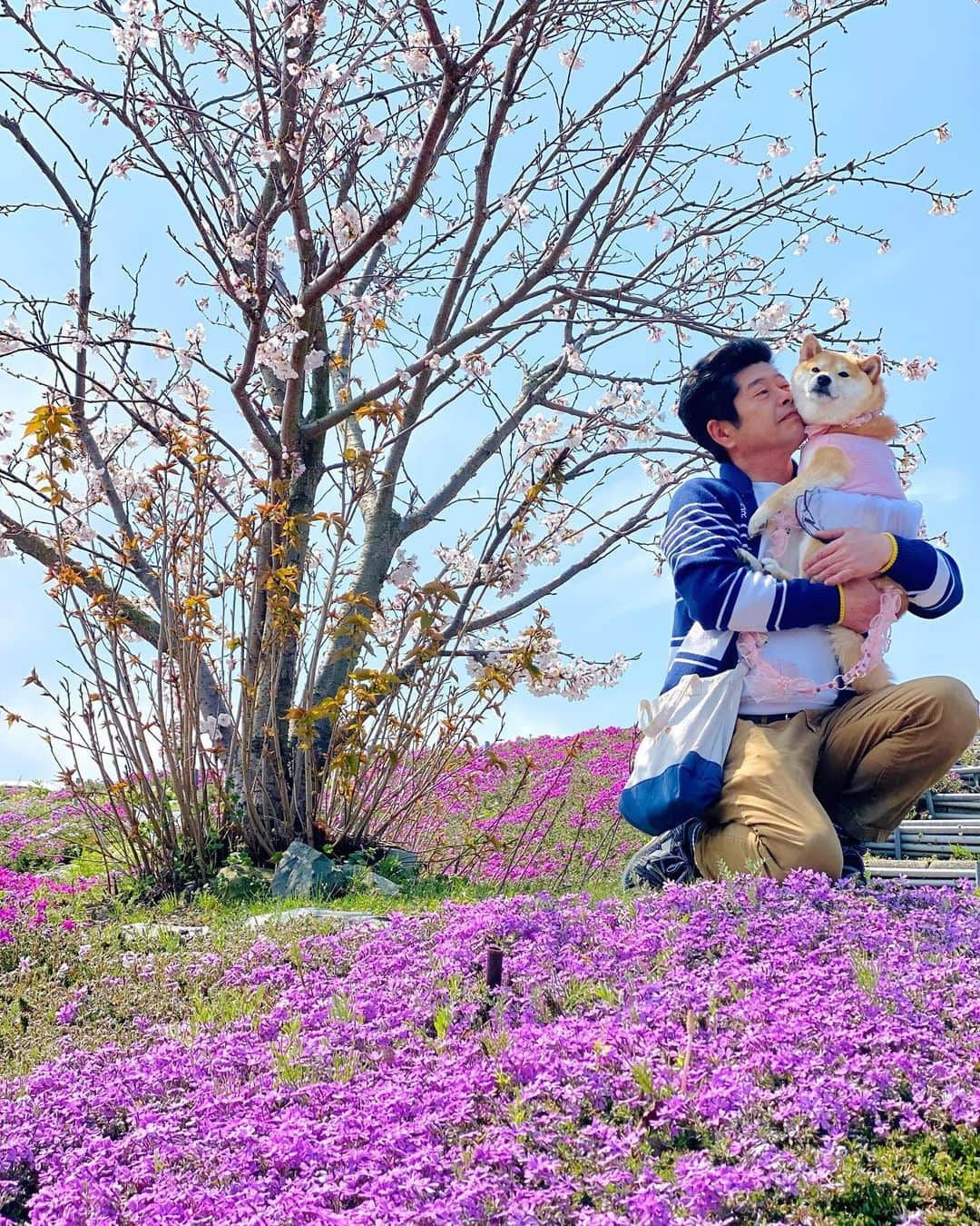 柴犬小雨さんのインスタグラム写真 - (柴犬小雨Instagram)「・ 🌸禎瑞の芝桜 🌸 ・ ・ ・ 日曜日は久しぶりに家族でお出かけしたよ~🚙💨 いっぱい撮ったので、小分けにPostしますね⤴︎⤴︎ ・ ・ 芝桜を見た後はランチへ🍽 ・ 次回へ続くよー↪️ ・ ・ ・ #shiba_snap #shibamania #petstagram #dog  #shibadog #petstagram #pet #shiba #shibainu #shibaaaaainu #shibastagram #pecoいぬ部 #dogstagram #子犬#仔犬#狗 #犬のいる暮らし #犬のいる生活 #こいぬ#いぬのきもち #豆柴#まめしば#しばいぬ #9gag #しばけん #ペット#小狗#柴犬#犬#柴犬小雨#シバイヌ」4月4日 7時17分 - fuji_jun1205