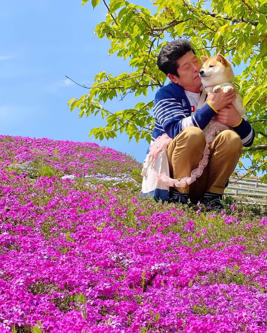 柴犬小雨さんのインスタグラム写真 - (柴犬小雨Instagram)「・ 🌸禎瑞の芝桜 🌸 ・ ・ ・ 日曜日は久しぶりに家族でお出かけしたよ~🚙💨 いっぱい撮ったので、小分けにPostしますね⤴︎⤴︎ ・ ・ 芝桜を見た後はランチへ🍽 ・ 次回へ続くよー↪️ ・ ・ ・ #shiba_snap #shibamania #petstagram #dog  #shibadog #petstagram #pet #shiba #shibainu #shibaaaaainu #shibastagram #pecoいぬ部 #dogstagram #子犬#仔犬#狗 #犬のいる暮らし #犬のいる生活 #こいぬ#いぬのきもち #豆柴#まめしば#しばいぬ #9gag #しばけん #ペット#小狗#柴犬#犬#柴犬小雨#シバイヌ」4月4日 7時17分 - fuji_jun1205