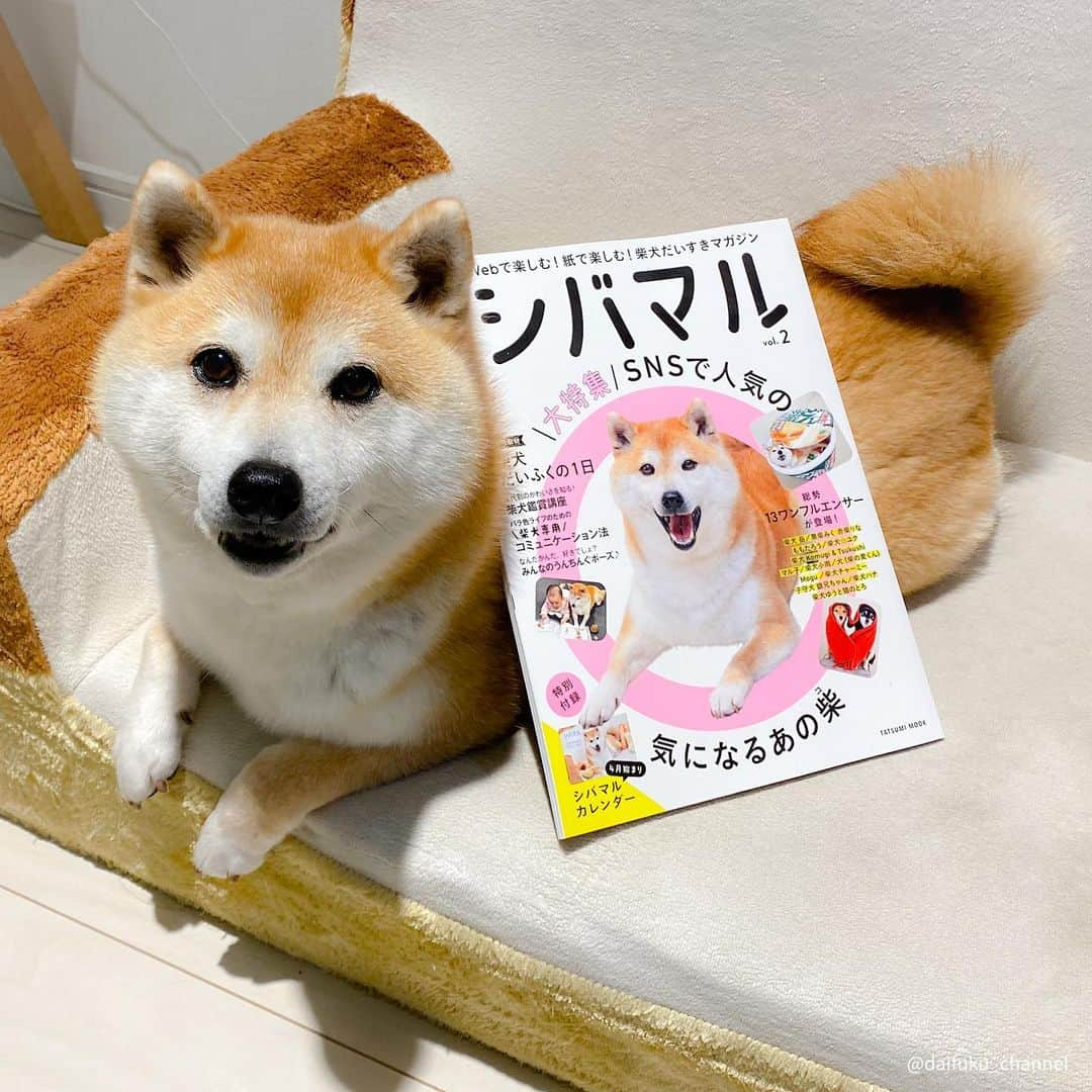 だいふくさんのインスタグラム写真 - (だいふくInstagram)「柴犬の魅力がマルごと詰まった『シバマル』どどーんと発売中だよ〜🐶😉  だいふくが表紙と中にも登場してるから要 check it out you👍　知られざるだいふくがついにあきらかに………なんつって  4月始まりカレンダーもついてきて超お得🉐っチョ‼︎(swipeしてね😚)  #シバマル　#シバマル2」4月3日 22時43分 - daifuku_channel