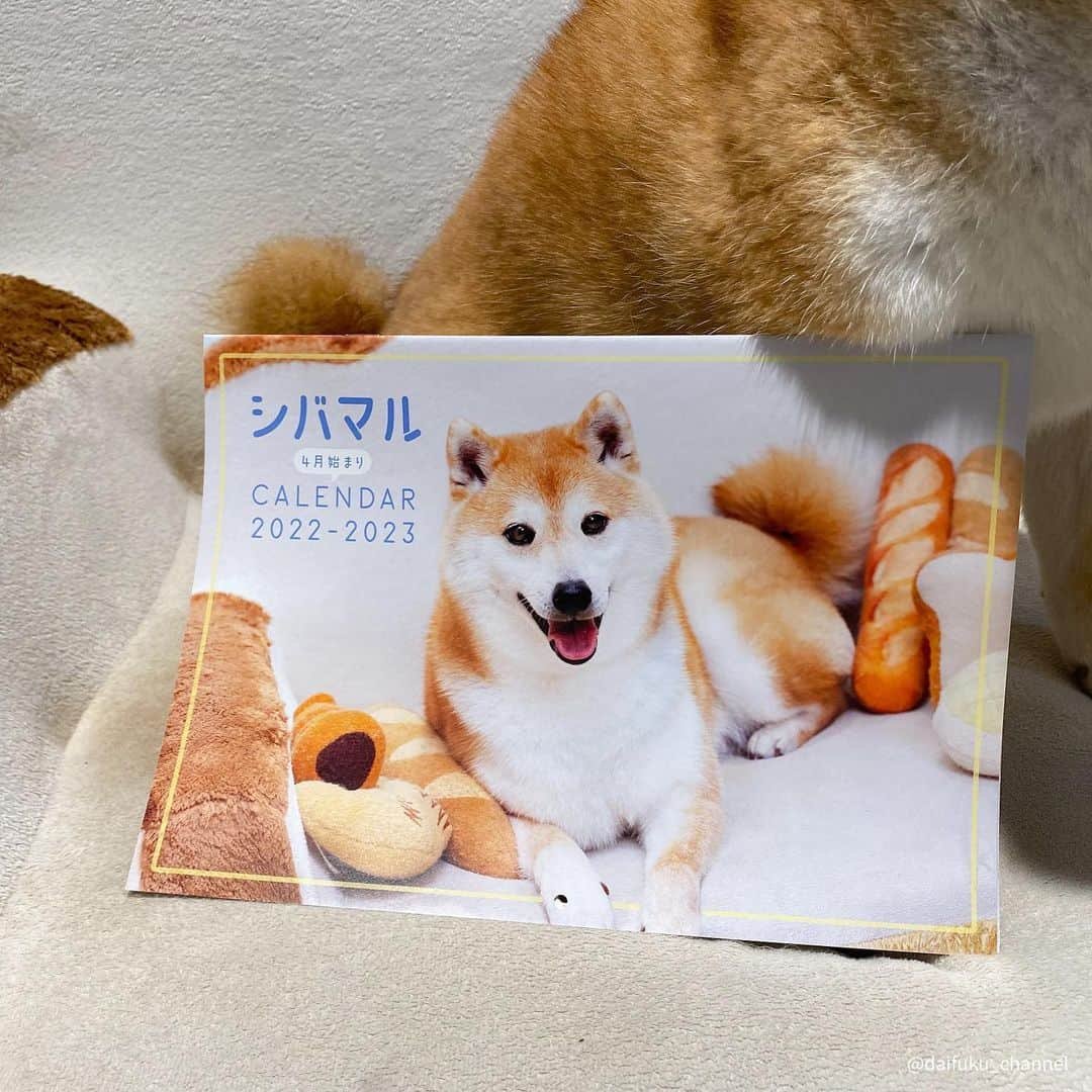 だいふくさんのインスタグラム写真 - (だいふくInstagram)「柴犬の魅力がマルごと詰まった『シバマル』どどーんと発売中だよ〜🐶😉  だいふくが表紙と中にも登場してるから要 check it out you👍　知られざるだいふくがついにあきらかに………なんつって  4月始まりカレンダーもついてきて超お得🉐っチョ‼︎(swipeしてね😚)  #シバマル　#シバマル2」4月3日 22時43分 - daifuku_channel