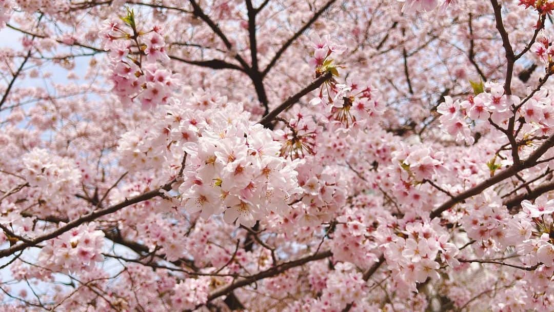 吉沢明歩のインスタグラム：「🌸🌸☺️」