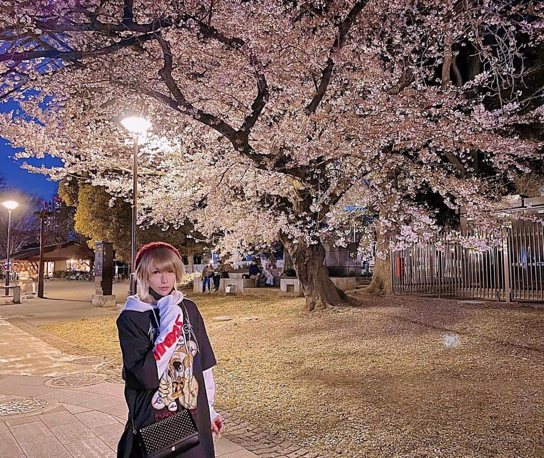 マシロンケーキのインスタグラム：「. 上野公園の夜桜🌸」